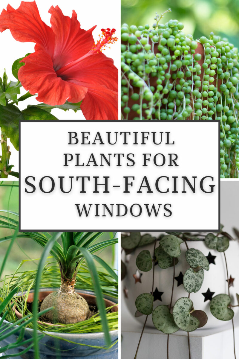 41 Best Plants for South Facing Windows + Growing Tips