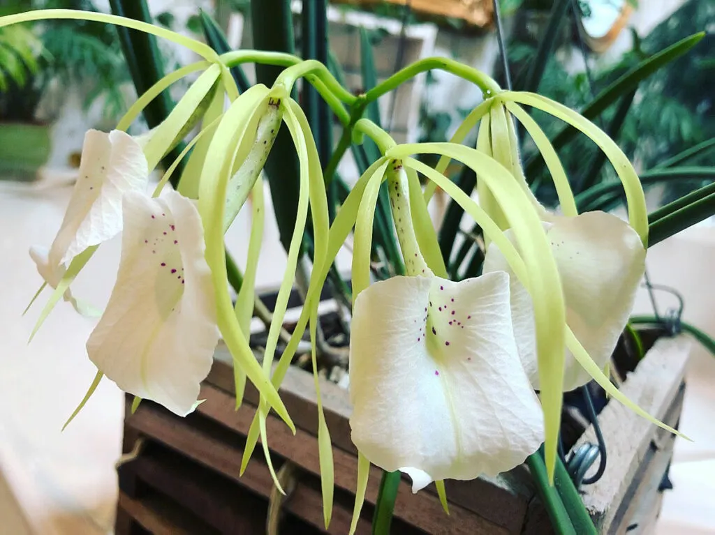 brassavola-nodosa-south-facing-window-plants