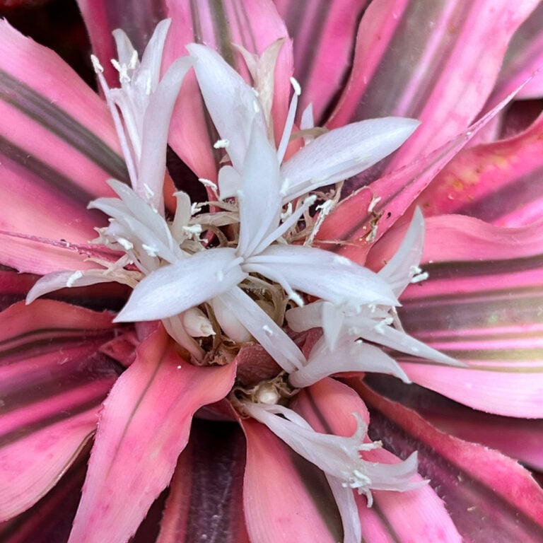 19 Stunning Types of Bromeliads to Grow Indoors
