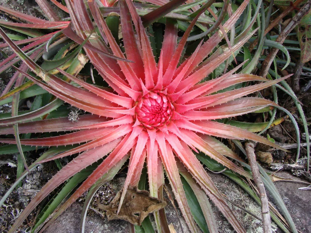 bromeliad-types-Orthophytum-amoenum