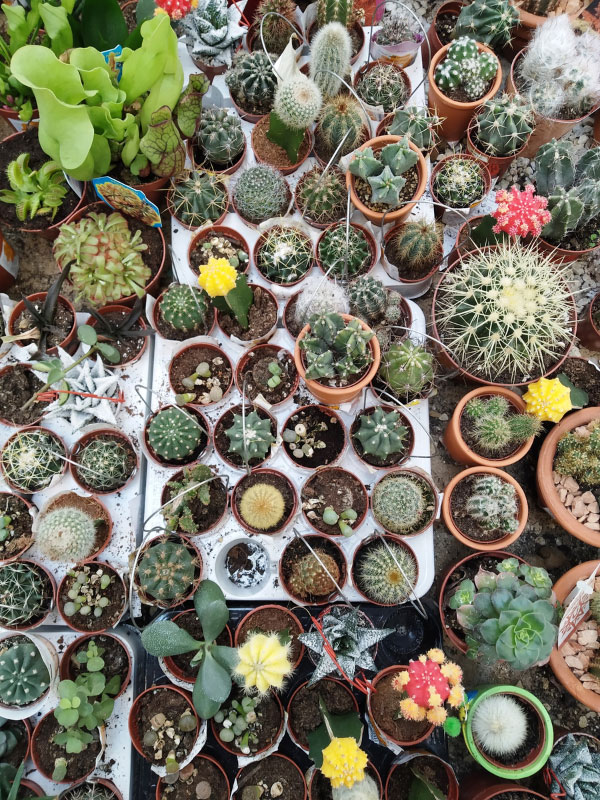 cactus-best-south-facing-window-plants