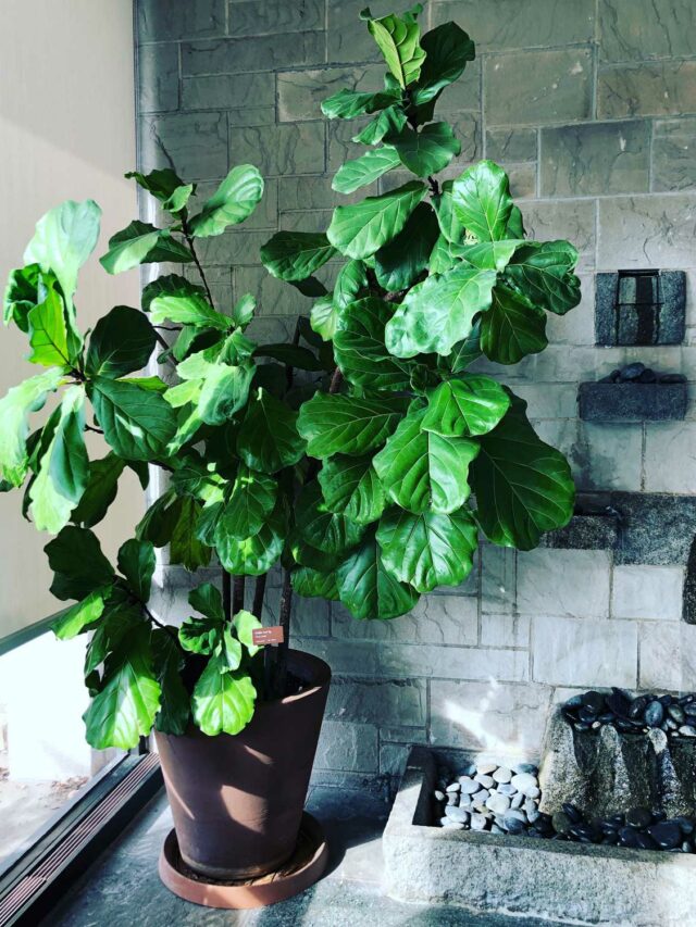 Best Soil for Fiddle Leaf Fig: Top Blends to Use Story