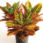 41 Best Plants for South Facing Windows + Growing Tips croton-best-south-facing-window-plants
