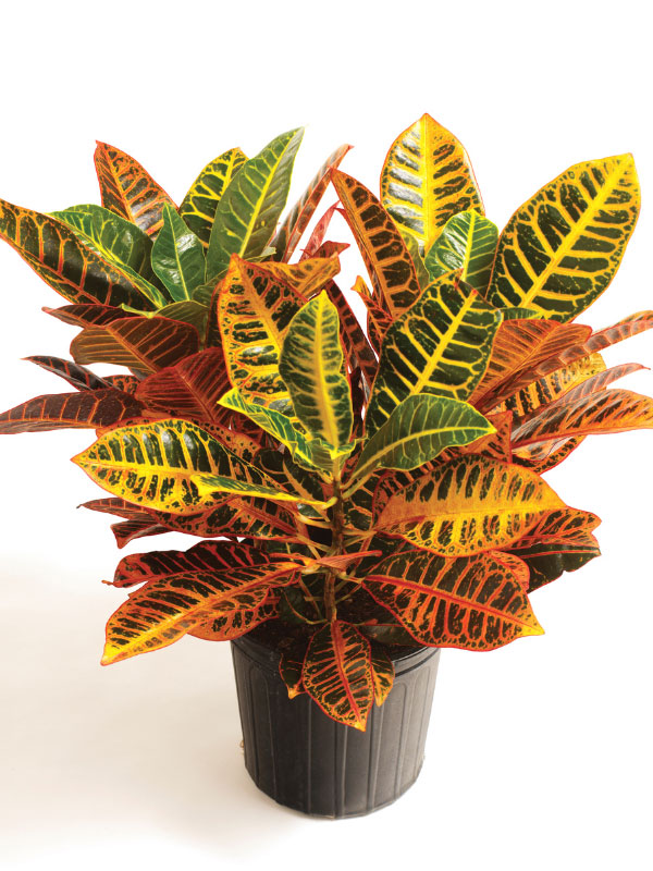 croton-best-south-facing-window-plants