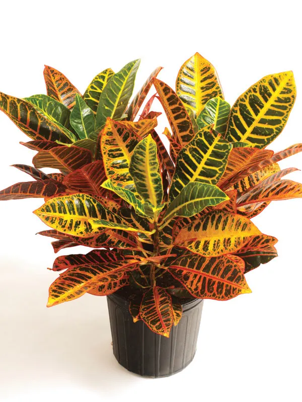 croton-best-south-facing-window-plants