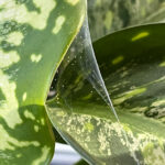 How to Prevent and Treat for Spider Mites on Houseplants dieffenbachia-spider-mites