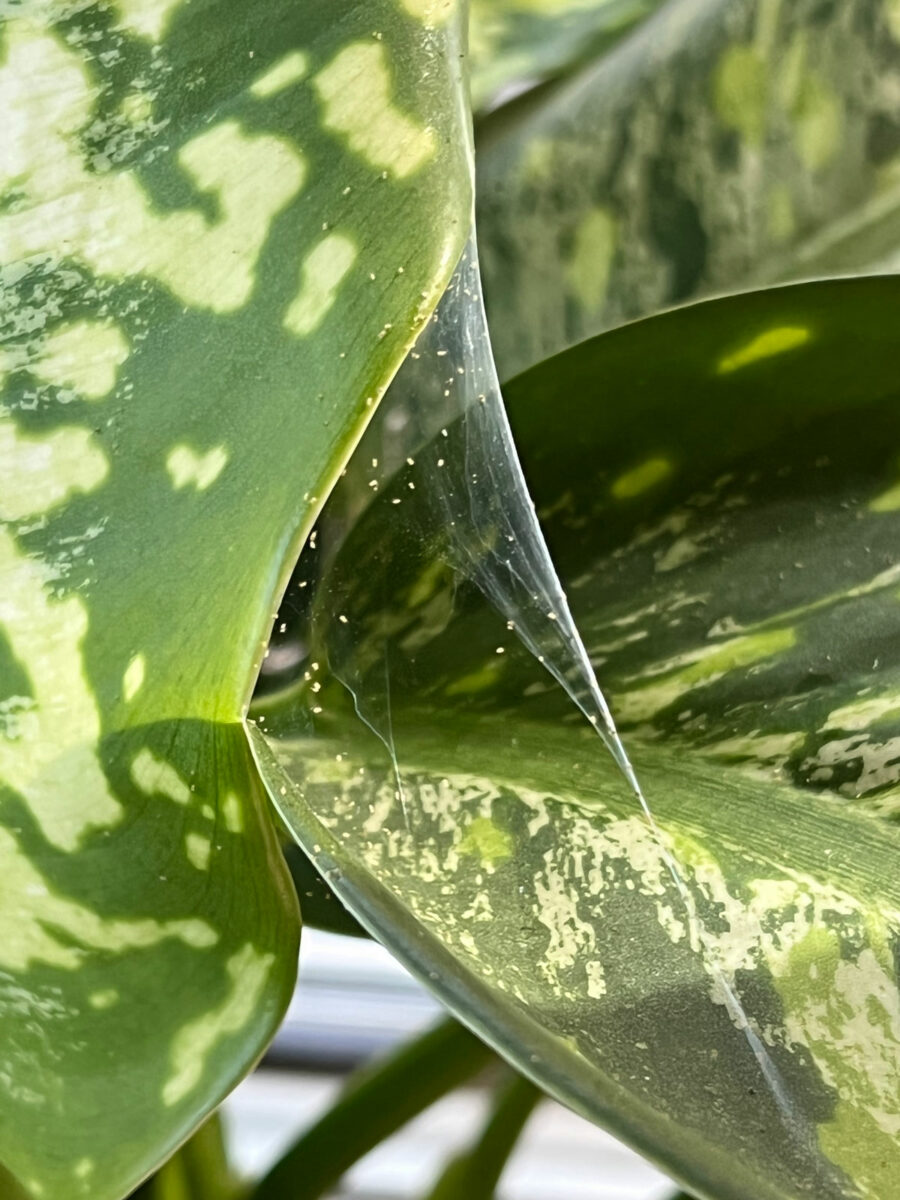 Rough light colored markings on chinese evergreen stem. Have also spotted  this on the stems of my philodendron. What is it/what is this indicative  of? : r/houseplants