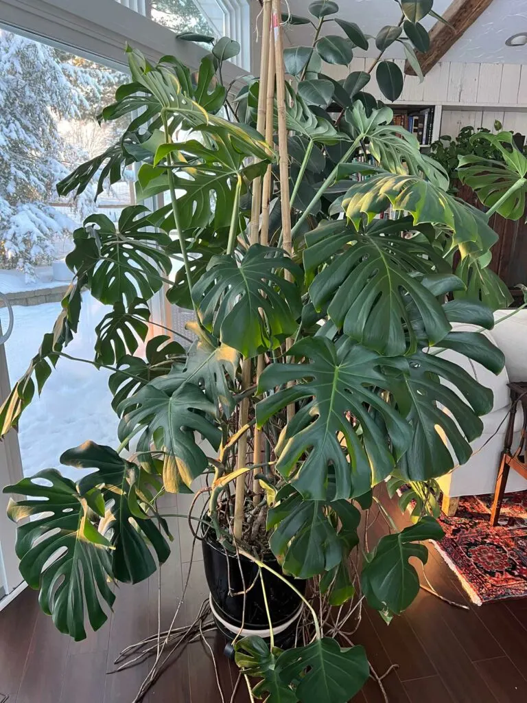 do-monstera-plants-need-sunlight