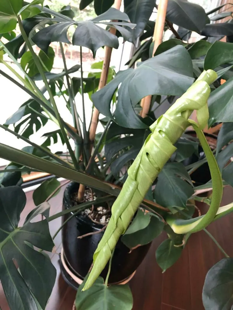 do-monstera-plants-need-sunlight