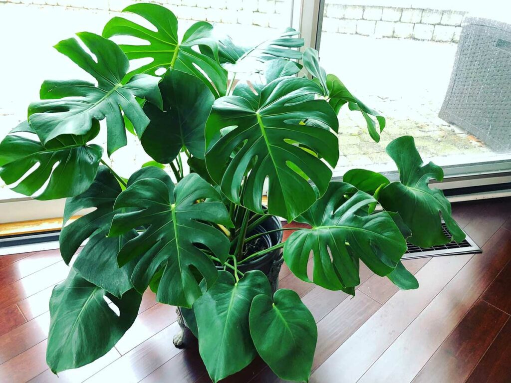 do-monstera-plants-need-sunlight