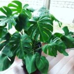 Monstera Has Only One Stem: 3 Important Things to Know do-monstera-plants-need-sunlight