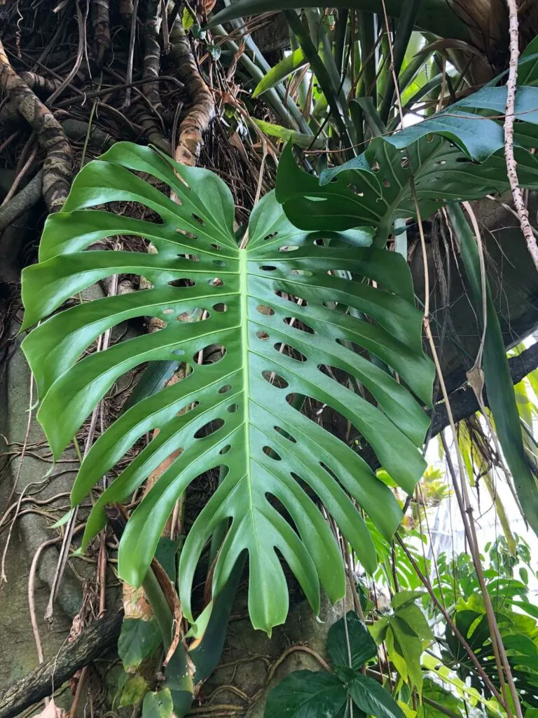 do-monstera-plants-need-sunlight