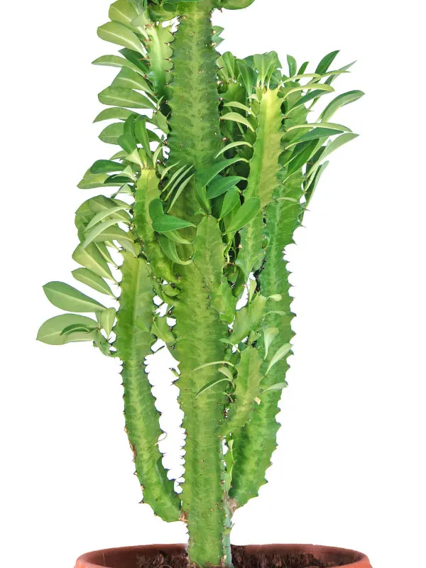 euphorbia-trigona-african-milk-tree