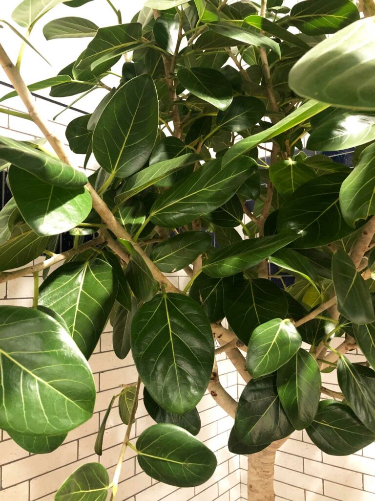 ficus-audrey-south-facing-window-plants