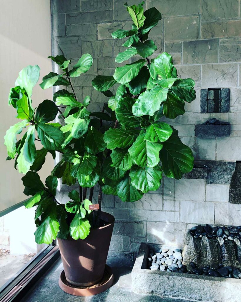 Fiddle Leaf Fig - Plantas de ventana orientadas al sur