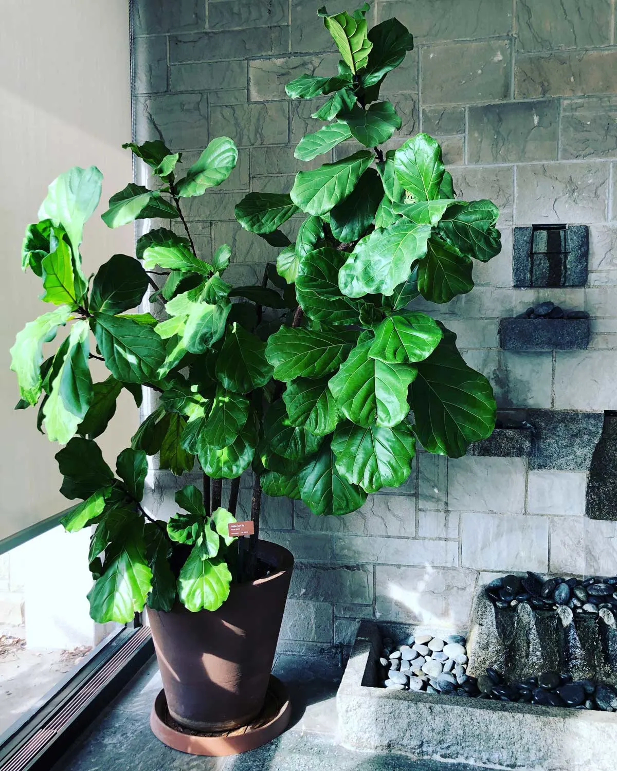 fiddle-leaf-fig-south-facing-window-plants