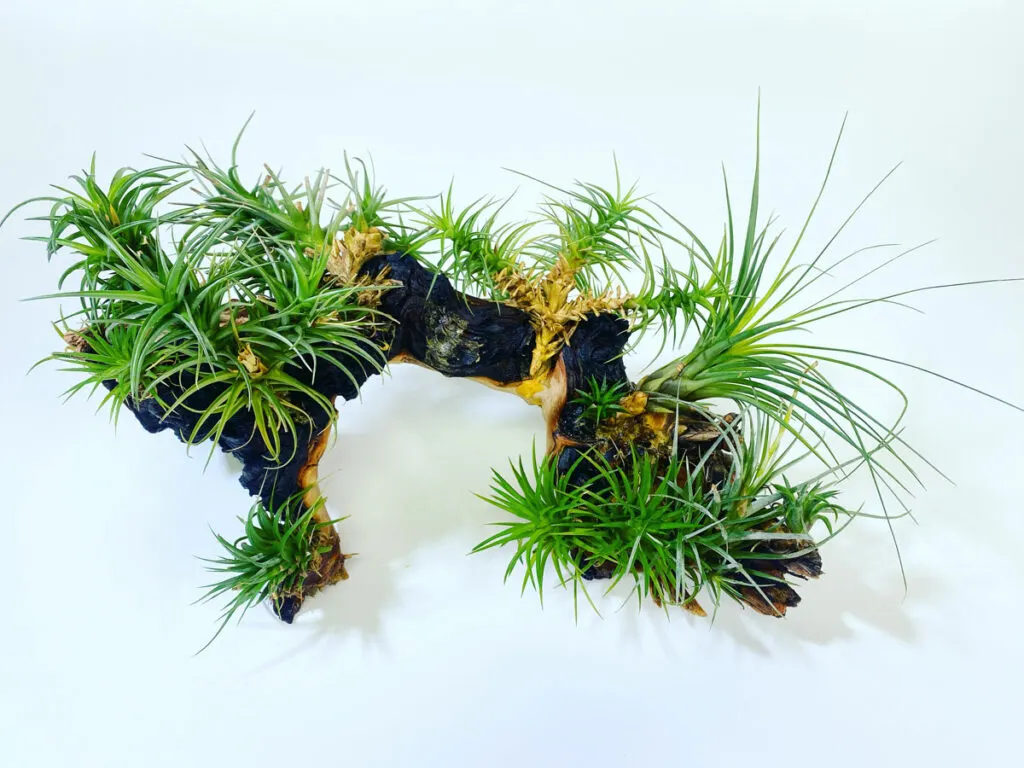 how-often-to-mist-air-plants