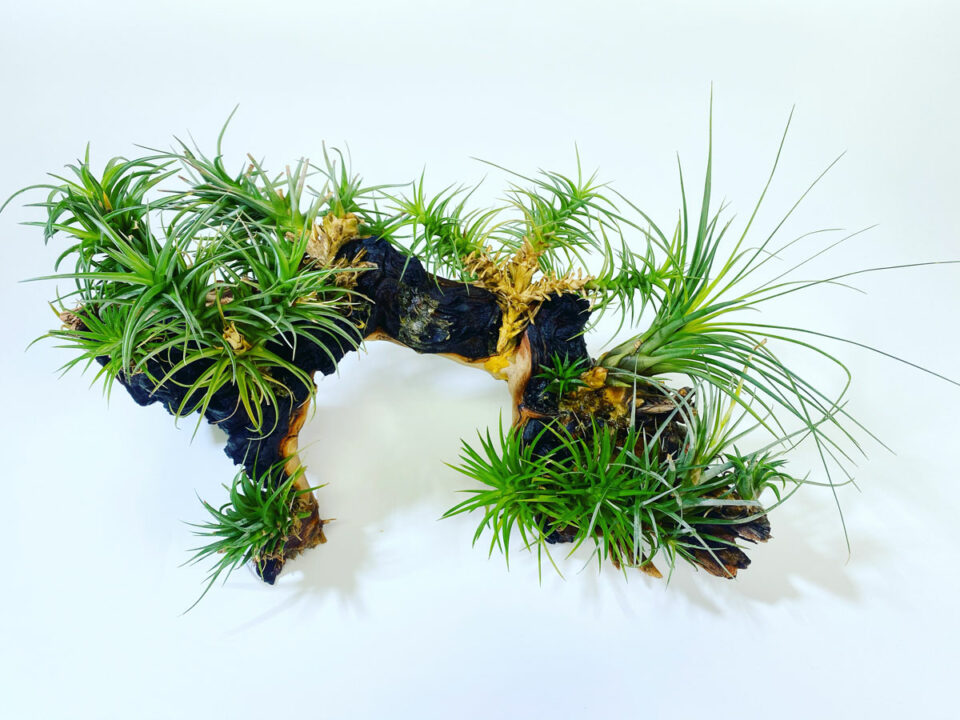 How Often to Mist Air Plants? The Answer May Surprise You