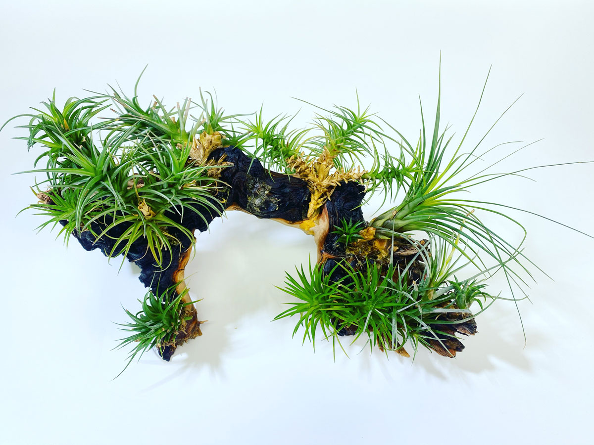 How Often to Mist Air Plants? The Answer May Surprise You