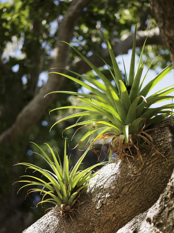 how-often-to-mist-air-plants