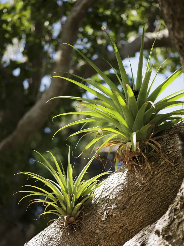 how-often-to-mist-air-plants