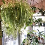 HOW OFTEN TO WATER SPIDER PLANT: 5 USEFUL TIPS how-often-to-water-spider-plant