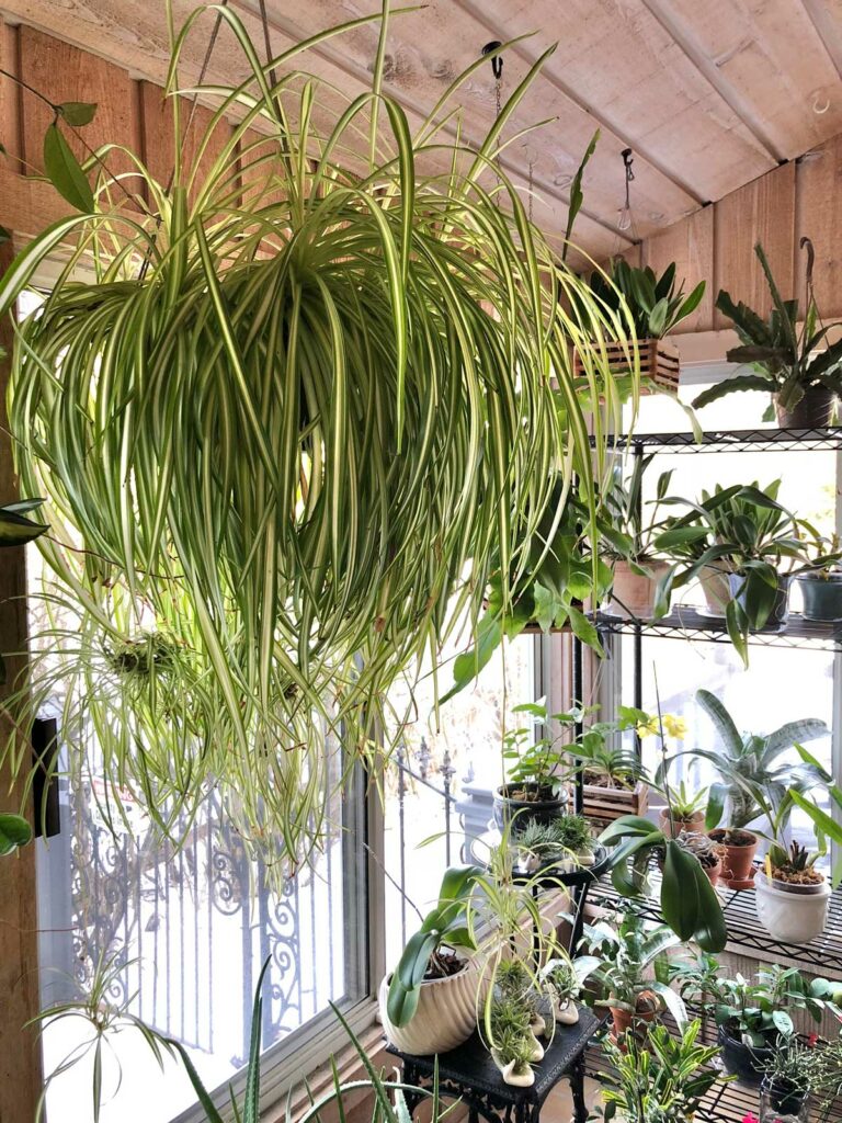 Spider Plants: How to Grow and Care for Spider Plants