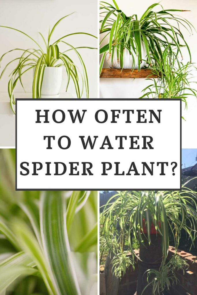 con qué frecuencia agua-planta-araña