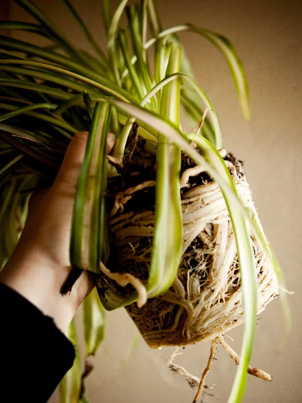 how-often-to-water-spider-plant