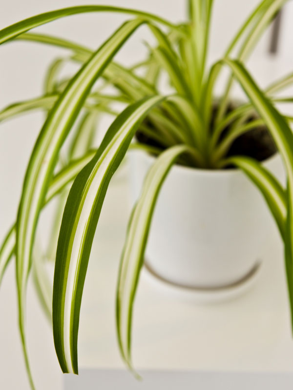 con qué frecuencia agua-planta-araña