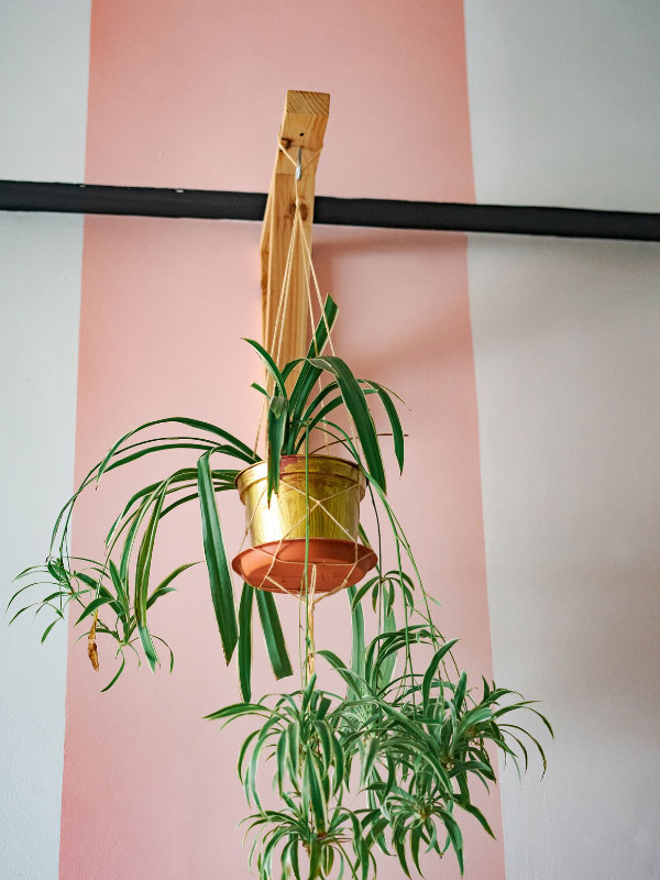 how-often-to-water-spider-plant