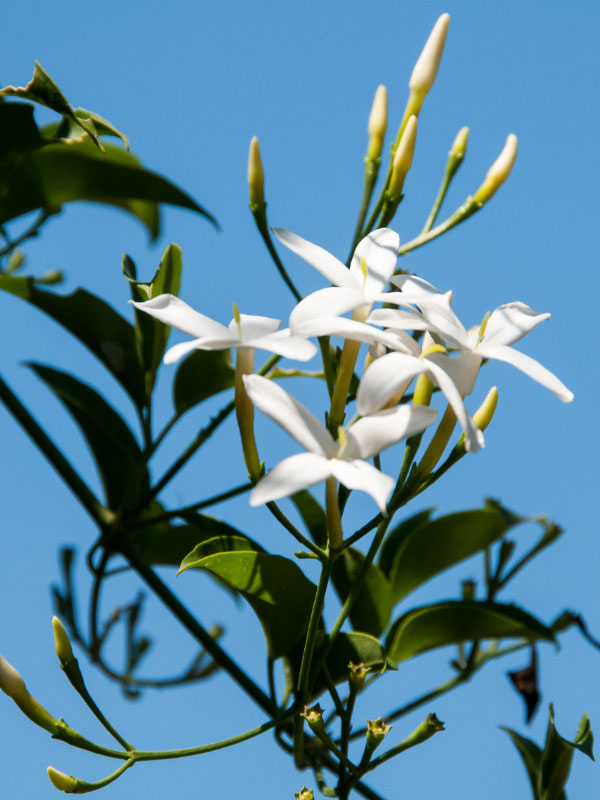 jasmine-best-south-facing-window-plants