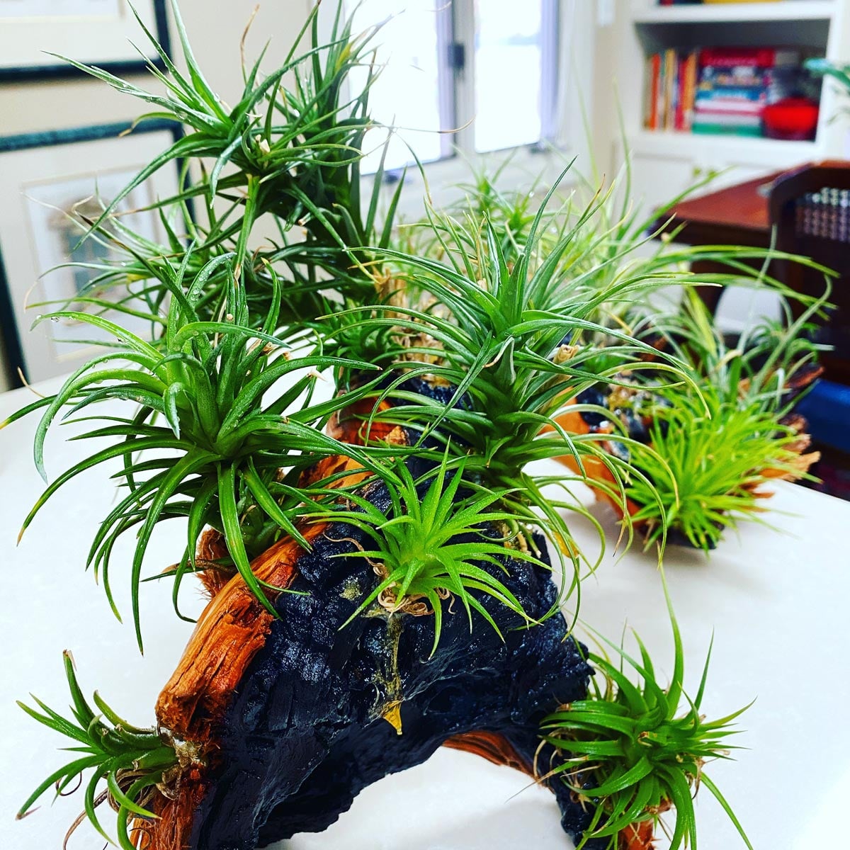 How Often to Mist Air Plants? The Answer May Surprise You