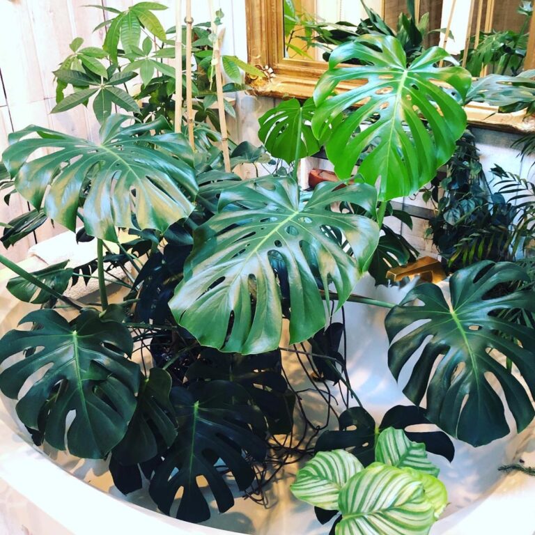 Do Monstera Plants Need Sunlight? 5 Complete, Easy Tips