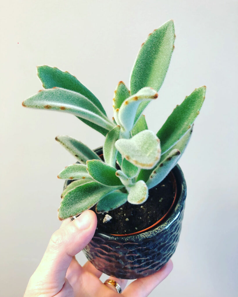 panda-plant-best-south-facing-window