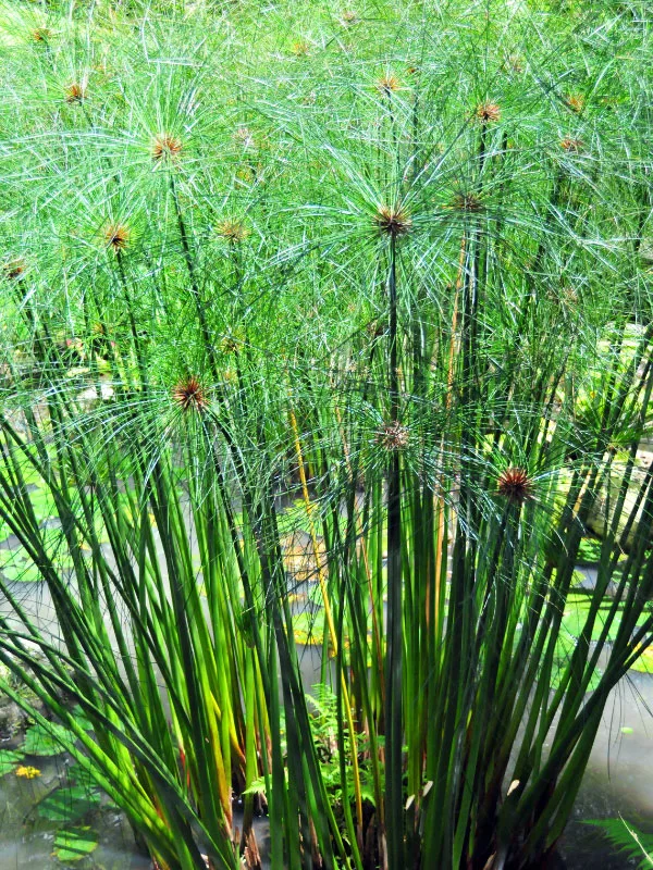 papyrus-south-facing-window-plants