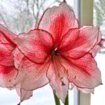 south-facing-window-1200x1200