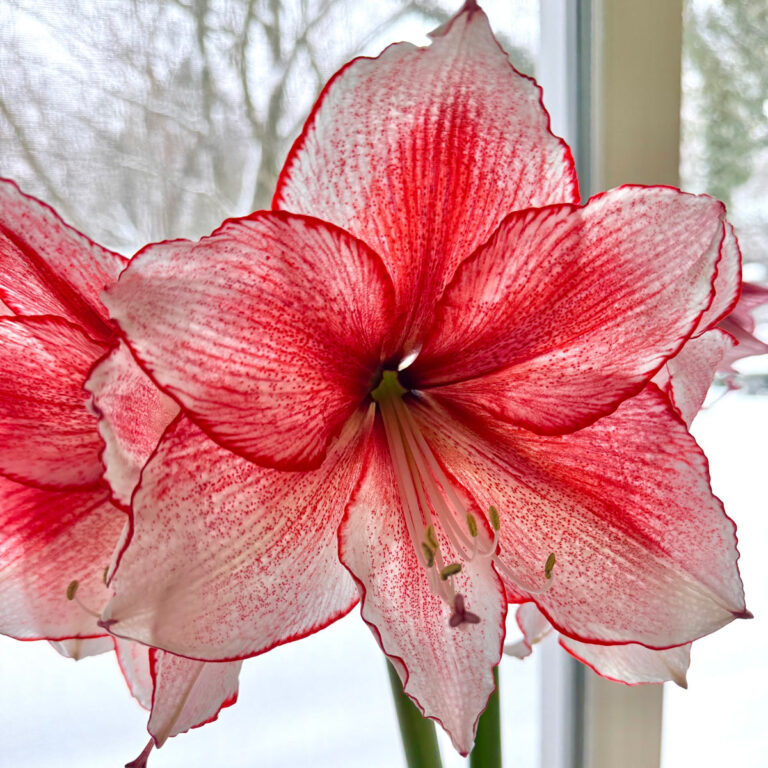 41 Best Plants for South Facing Windows + Growing Tips