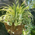 spider-plant-watering-1200x1200