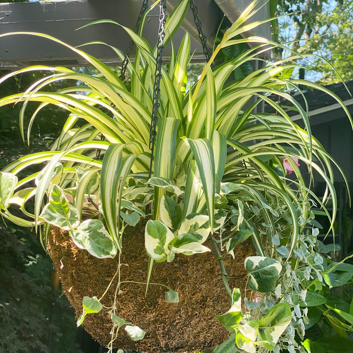 HOW OFTEN TO WATER SPIDER PLANT: 5 USEFUL TIPS