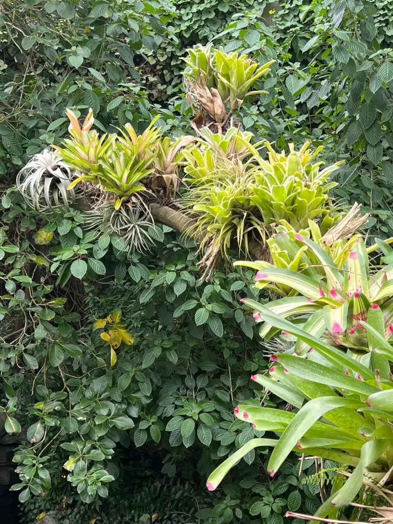 types-of-bromeliads