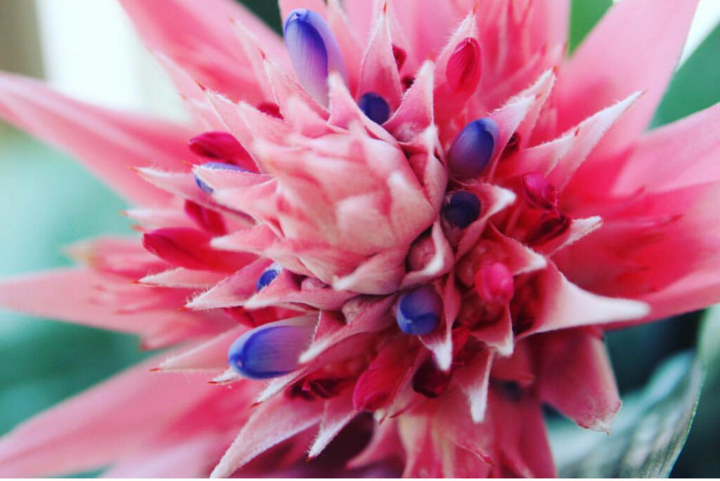 types-of-bromeliads-aechmea