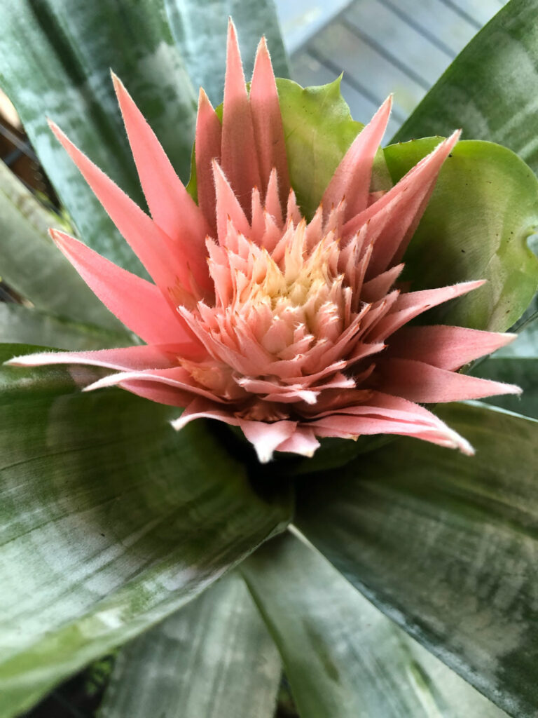 types-of-bromeliads