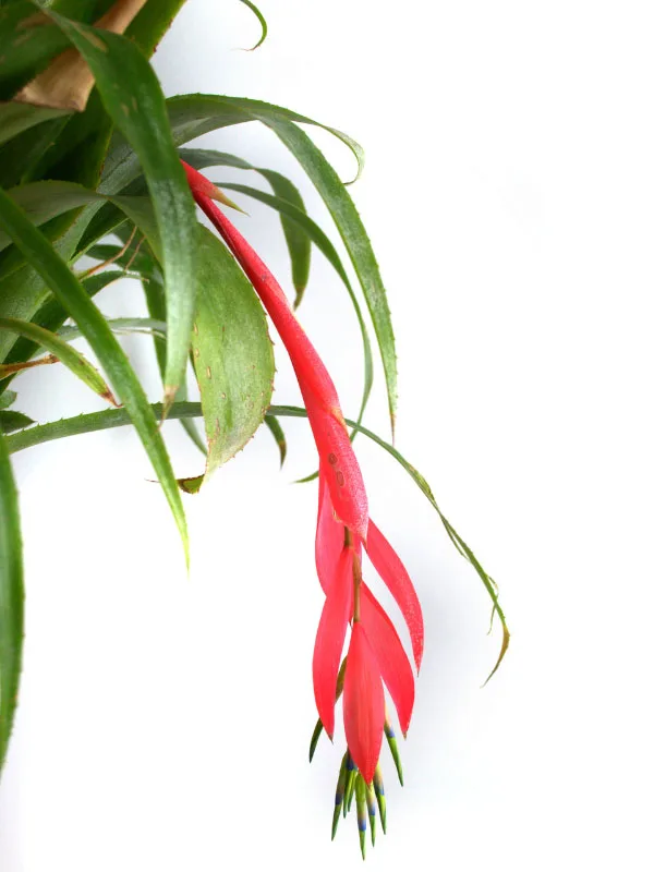 types-of-bromeliads-billbergia