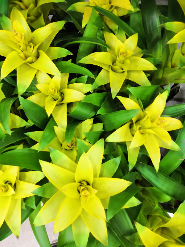 types-of-bromeliads-canistropsis-billbergioides