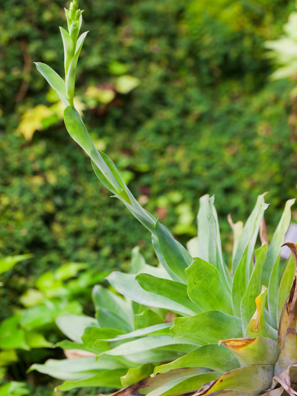 types-of-bromeliads-catopsis-morreniana