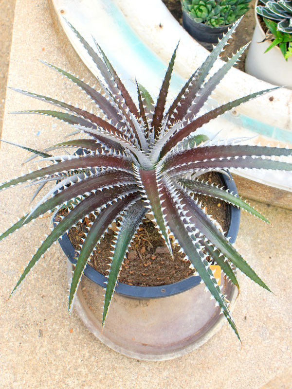 types-of-bromeliads-dyckia-marnier