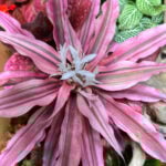 19 Stunning Types of Bromeliads to Grow Indoors types-of-bromeliads-earth-star