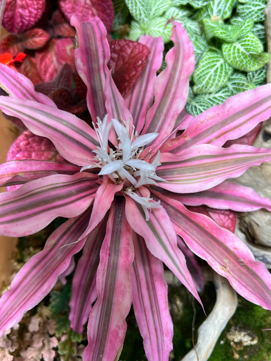 19 Stunning Types of Bromeliads to Grow Indoors – GardenInBloom.com