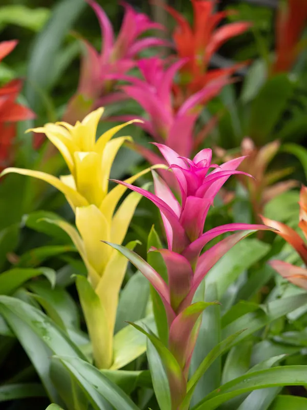 types-of-bromeliads-guzmania